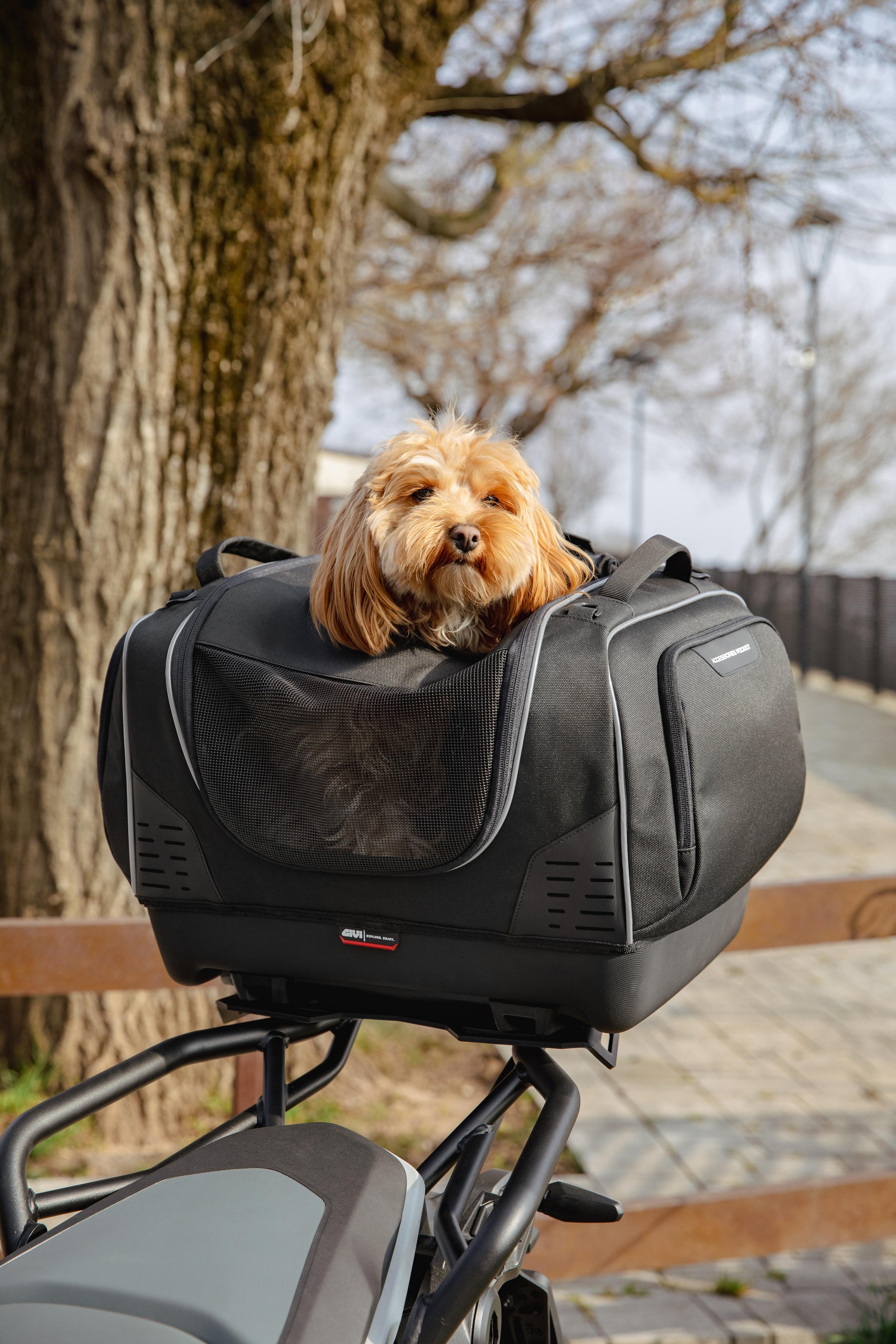 BMW R 1300 GS (24) Pet Bag 03 allestita con T525
