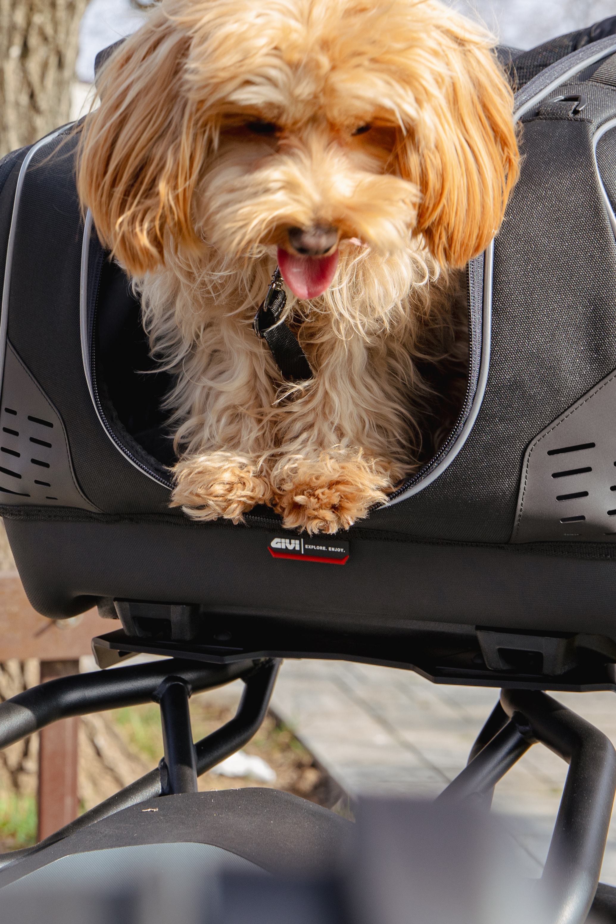 BMW R 1300 GS (24) Pet Bag 17 equipped with T525