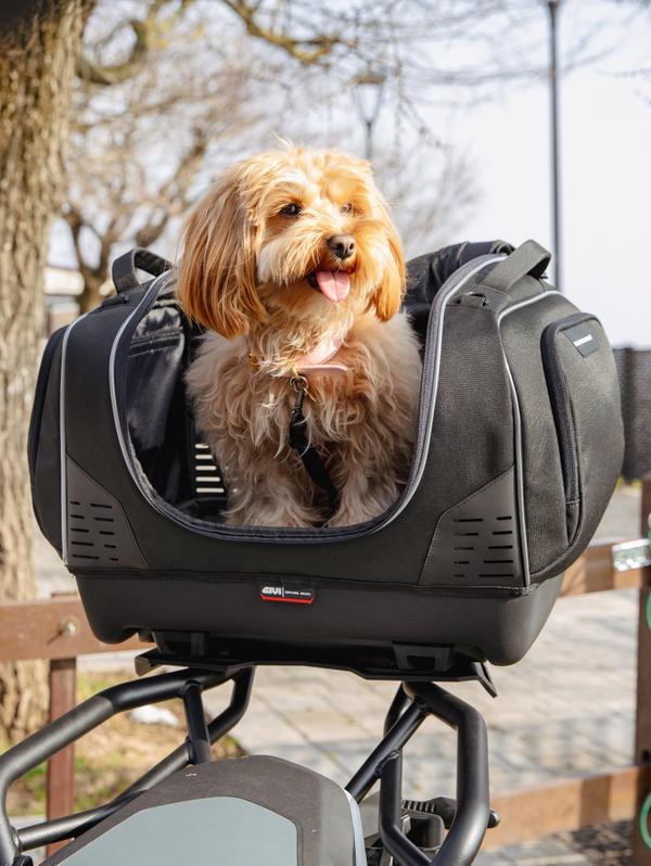 BMW R 1300 GS (24) Pet Bag 18 equipped with T525