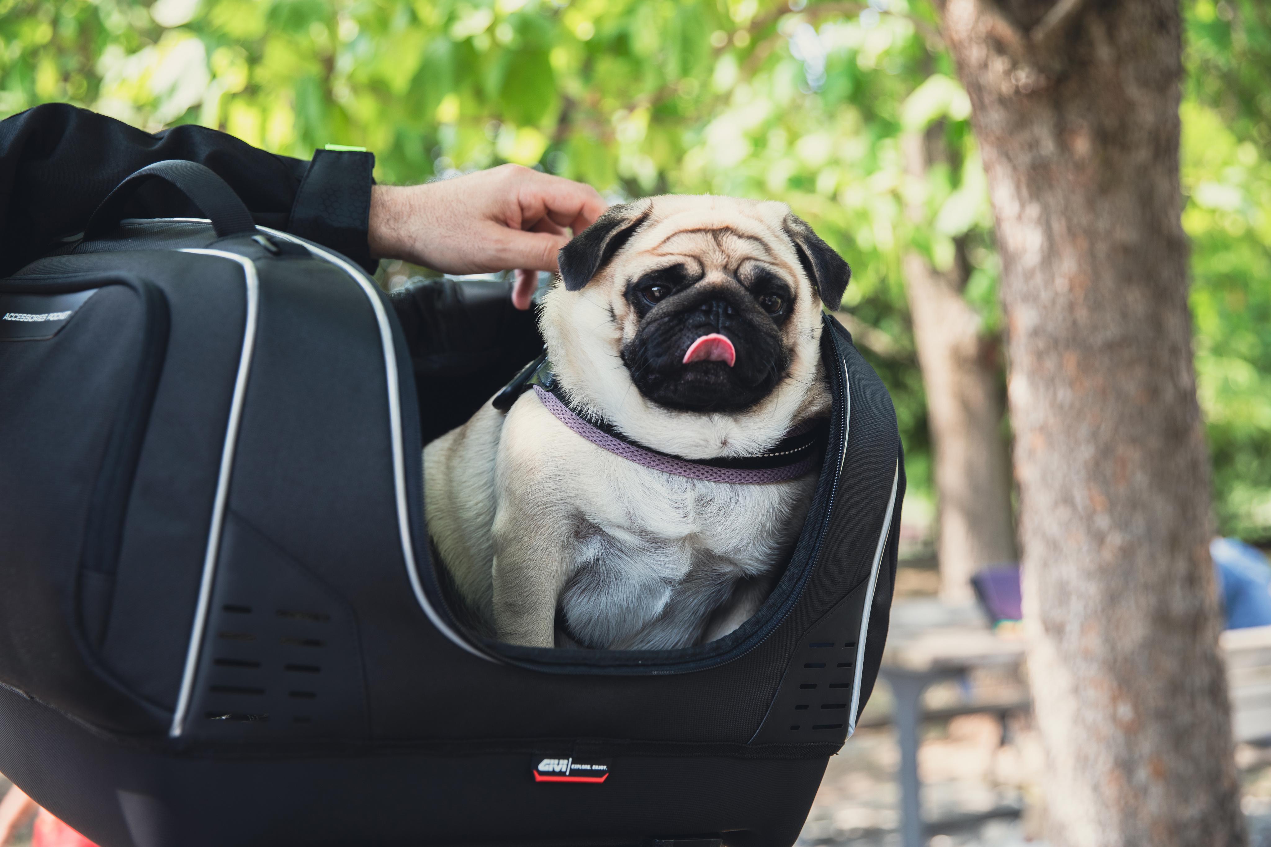 Yamaha T-Max 560 (25) Pet Bag 05 equipped with T525