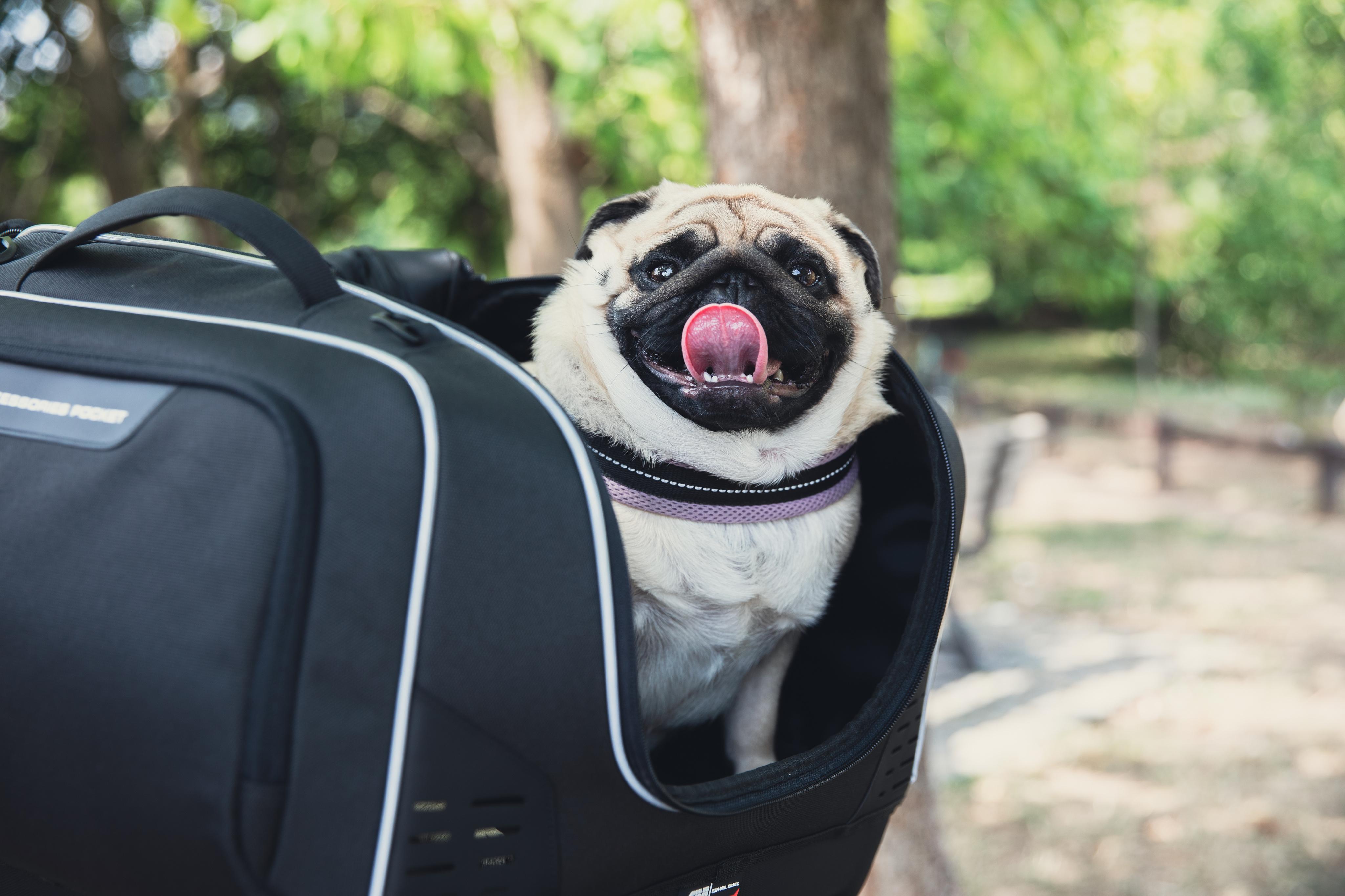 Yamaha T-Max 560 (25) Pet Bag 06 equipped with T525