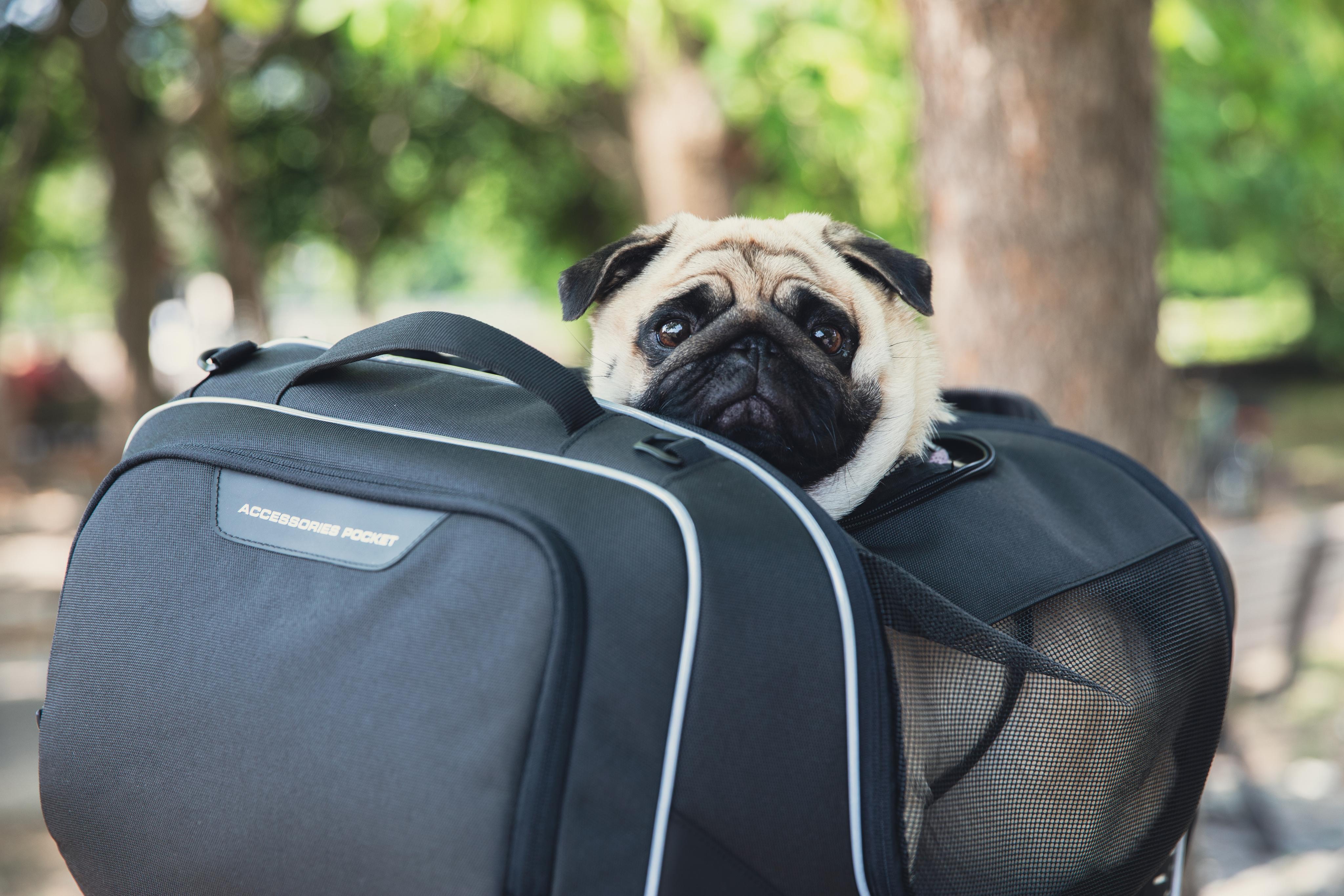 Yamaha T-Max 560 (25) Pet Bag 07 equipped with T525