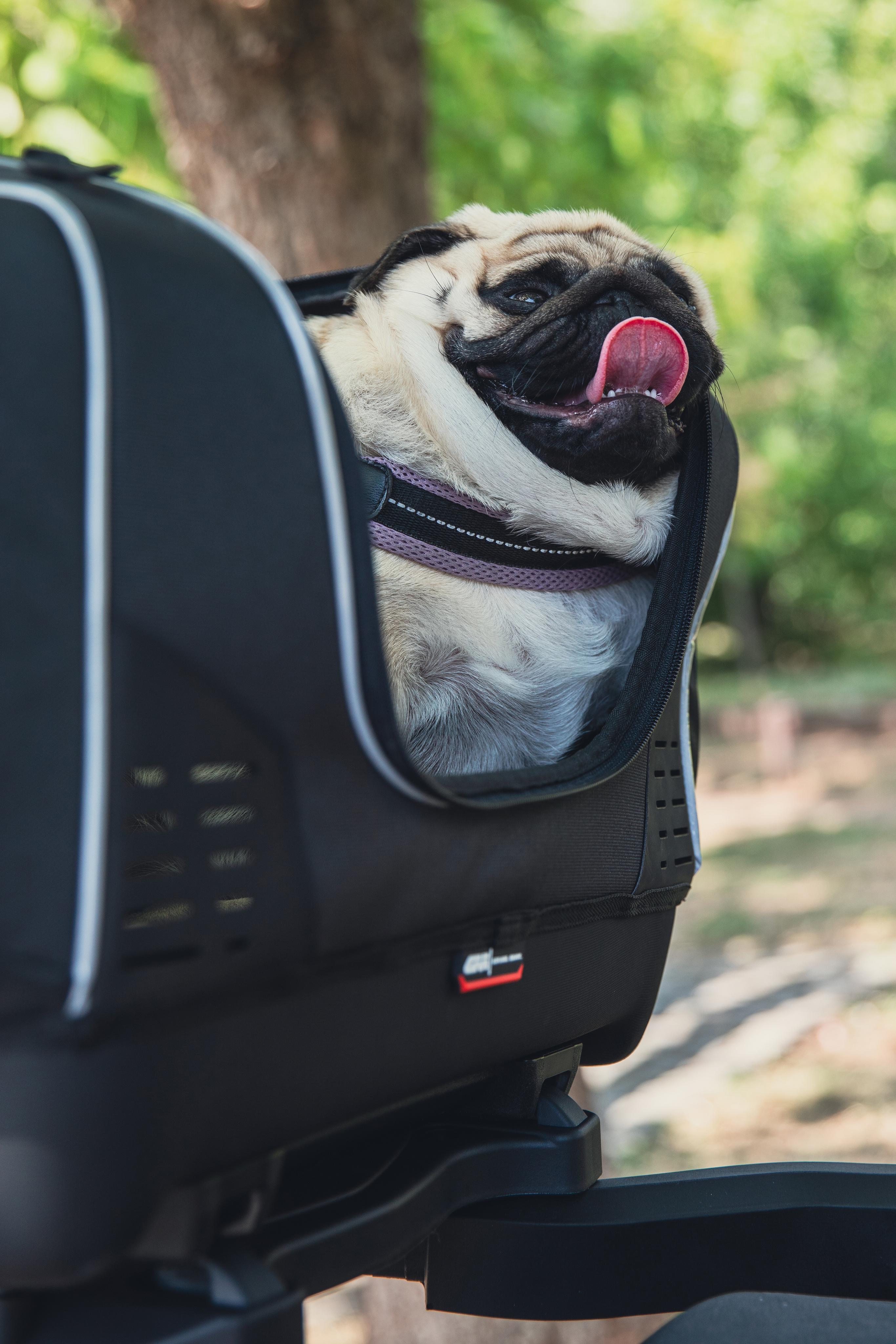 Yamaha T-Max 560 (25) Pet Bag 08 equipped with T525