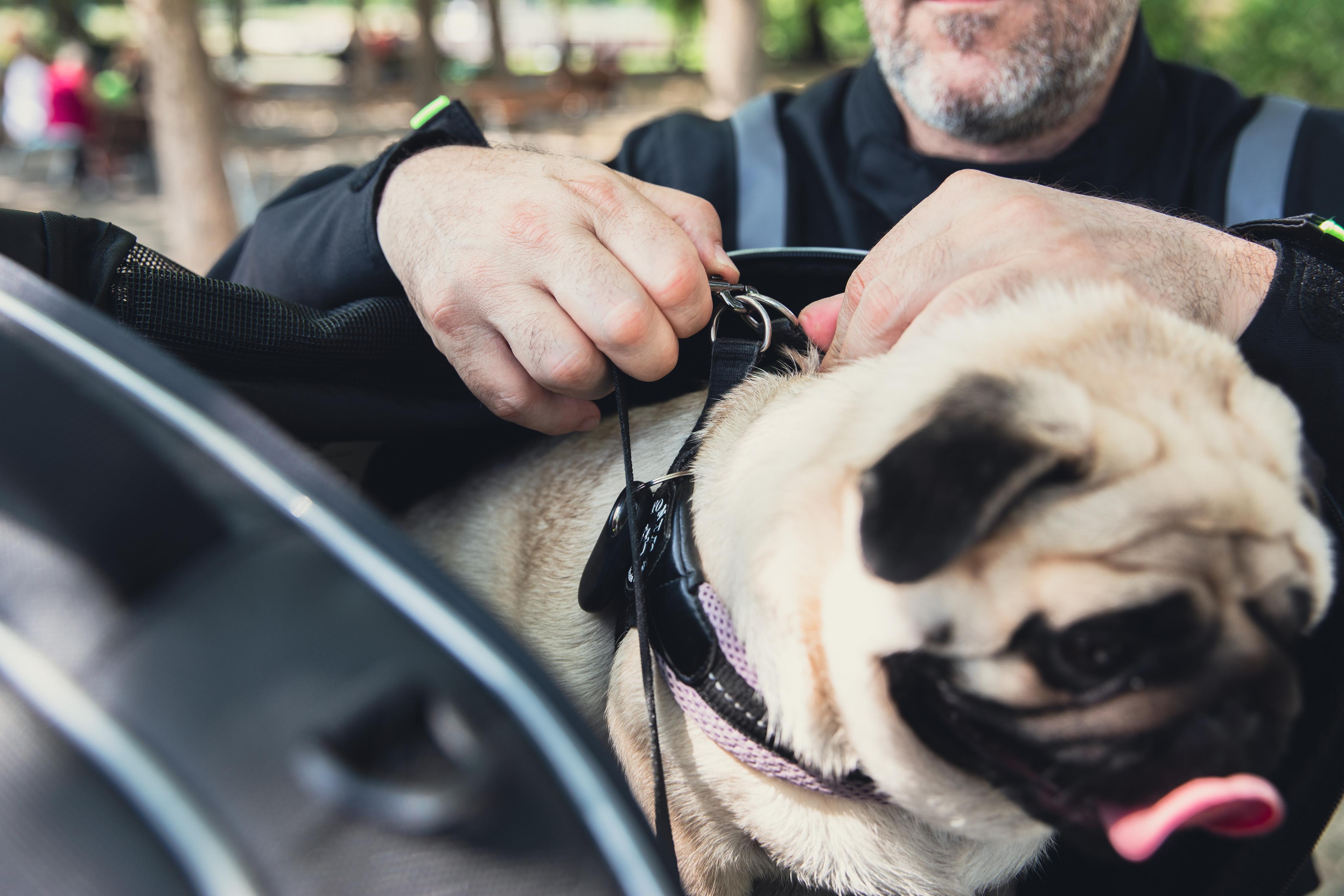 Yamaha T-Max 560 (25) Pet Bag 09 equipped with T525